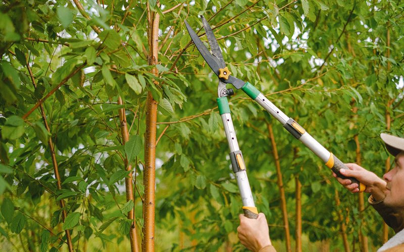 Tree trimming in Bondville, IL