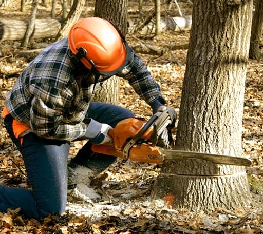 Tree Removal in Bondville, IL